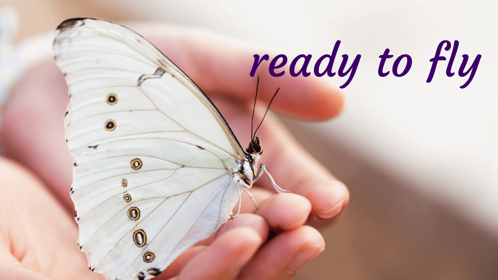 ready to fly